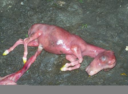 Horse pregnancy 4th month Horse pregnancy 4th month