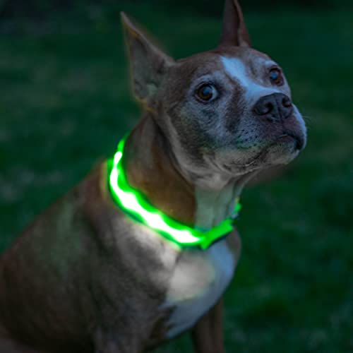 Blazin LED Light Up Dog Collar - 1,000 Feet of Visibility - Brightest for Night Safety - USB...