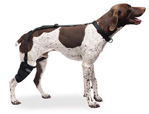 Caldera Pet Therapy Short Stifle Wrap with Gel, Medium
