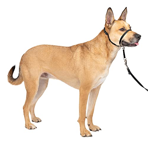 what is the best head collar for a dog