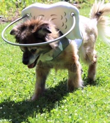 Muffin’s Halo Blind Dog Harness Guide Device – Help for Blind Dogs to Avoid Accidents & Build...