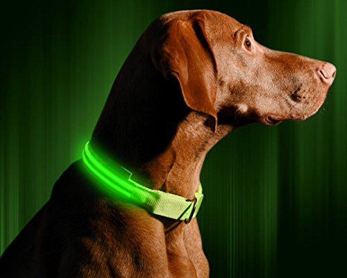 ILLUMISEEN LED Light Up Dog Collar - Bright & High Visibility Lighted Glow Collar for Pet Night...