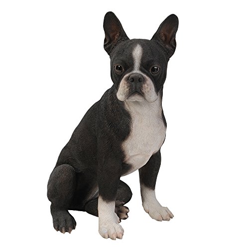 Realistic Life Size Boston Terrier Statue Detailed Sculpture Glass Eyes Hand Painted Resin 16 inch...
