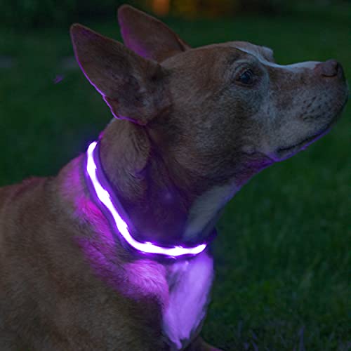 Blazin' Safety LED Dog Collar – USB Rechargeable with Water Resistant Flashing Light – Medium...