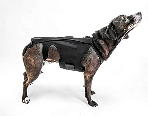 L'il Back Bracer Dog Back Brace for IVDD, Dog Back Pain Relief, Arthritis, Dachshunds, Corgies...