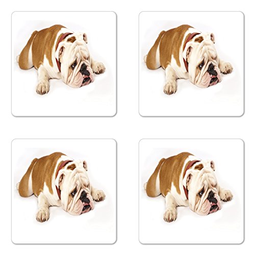 Ambesonne English Bulldog Coaster Set of 4, Sad and Tired Bulldog Laying Down European Pure Breed...