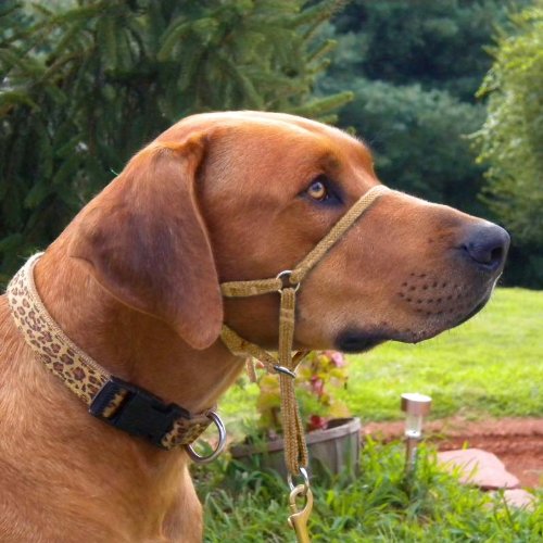Comfort Trainer Head Halter, Tan Size 4