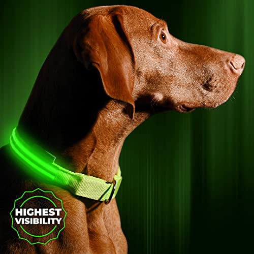 Illumiseen LED Dog Collar USB Rechargeable - Bright & High Visibility Lighted Glow Collar for Pet...