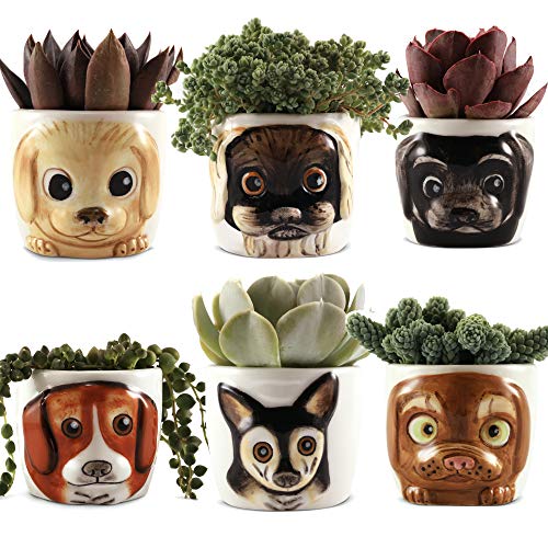 Window Garden Cat Planter Pot - 6 Mini Succulent Kitty Pots - Cute Flower Pots for Indoor Plants -...
