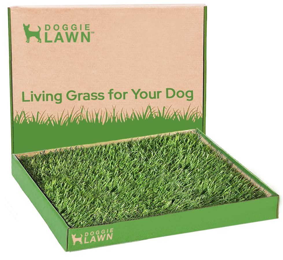 DoggieLawn Real Grass Puppy Pee Pads- 24 x 20 Inches - Perfect Indoor Litter Box for Dogs - No Mess,...
