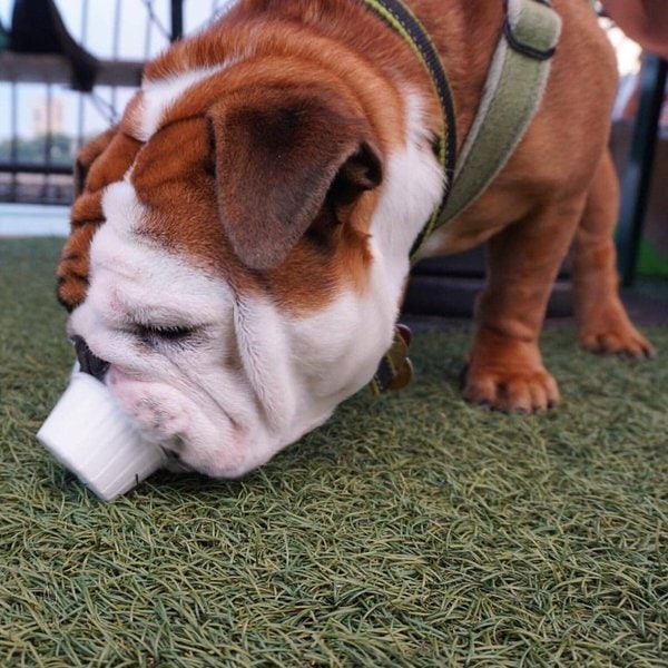 Why Do Dogs Throw Up? 34 Reasons For This Behavior The Goody Pet