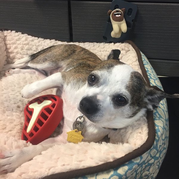 Why Do Dogs Throw Up? 34 Reasons For This Behavior The Goody Pet