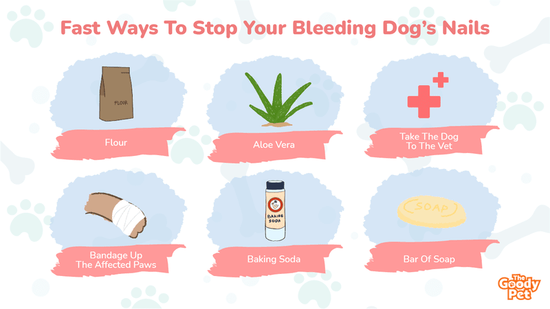 Ways to Stop Your Dog's Nail Bleeding (Safe Tips) - Simply For Dogs