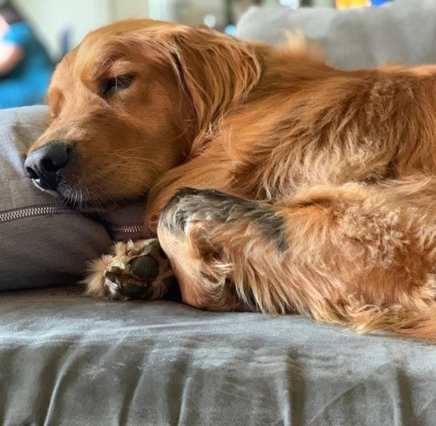 Why Do Dogs Throw Up? 34 Reasons For This Behavior The Goody Pet