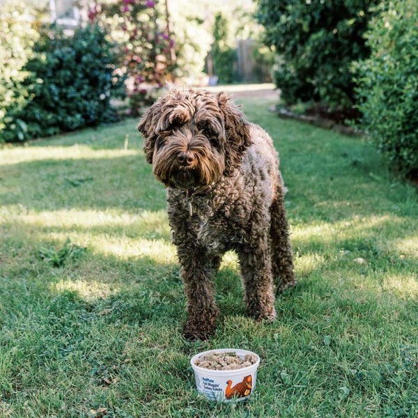 Why Do Dogs Throw Up? 34 Reasons For This Behavior The Goody Pet