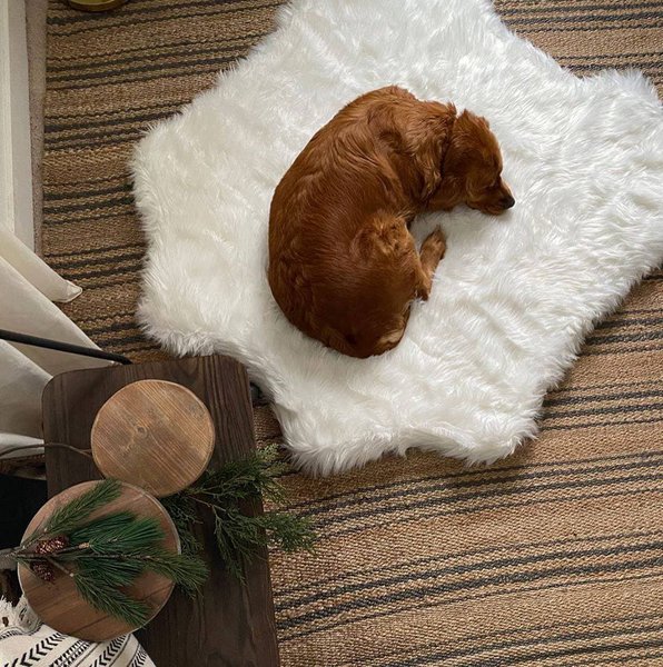 Why Do Dogs Throw Up? 34 Reasons For This Behavior The Goody Pet