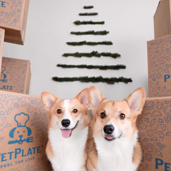 The 51 Best Apartment Dog Breeds for Small Spaces The Goody Pet