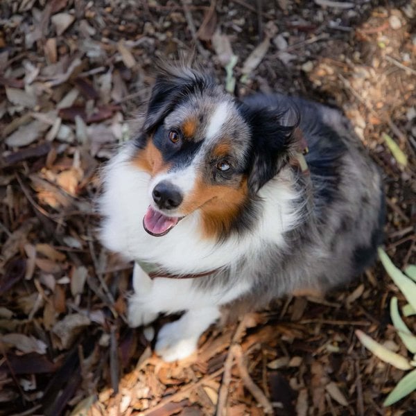 Why Do Dogs Throw Up? 34 Reasons For This Behavior The Goody Pet