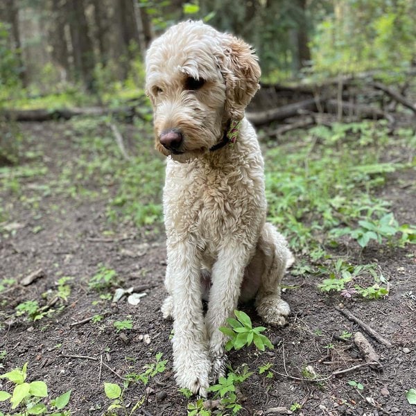 12 Goldendoodle Health Issues You Should Be Aware The Goody Pet