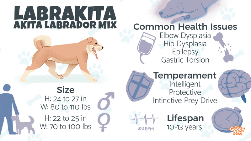Akita shop lab mix