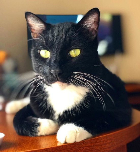 Tuxedo Cat Combine - Us Pets Love