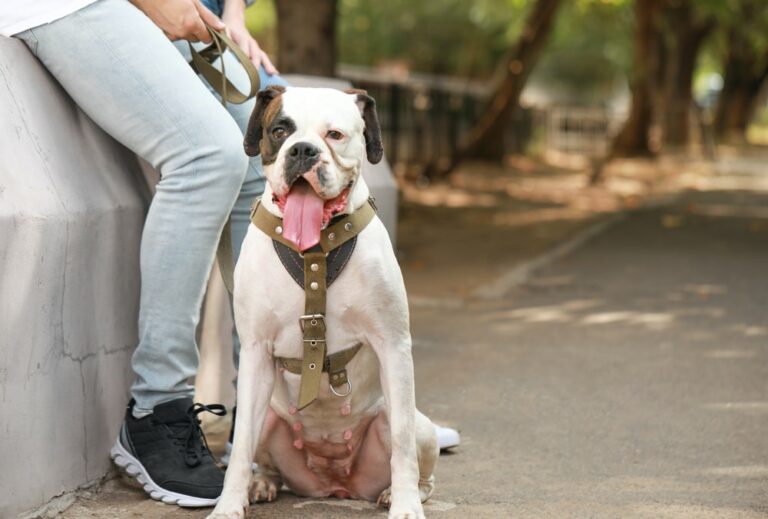 American Bulldog Lab Mix Your Complete Breed Guide To American