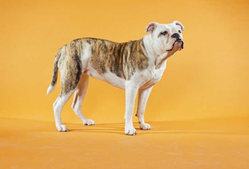 36 American Bulldog Mixes That You May Not Have Guessed Right The First Time - The Goody Pet