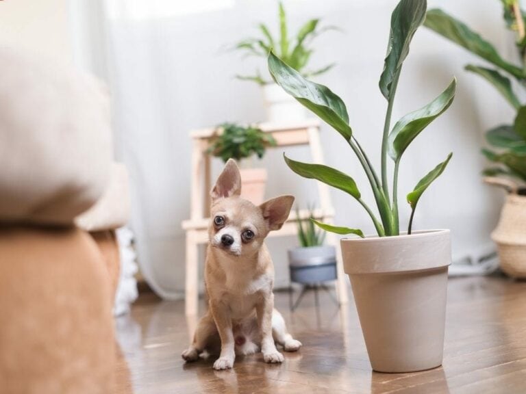The 51 Best Apartment Dog Breeds for Small Spaces The Goody Pet