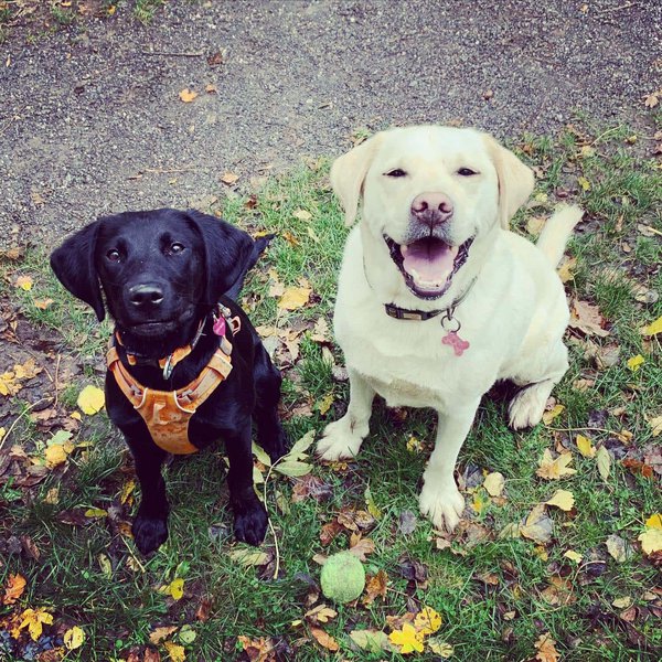 English Labradors VS American Labradors 11 Surprising Differences The Goody Pet