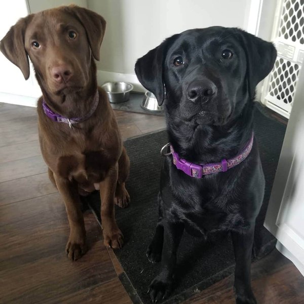 English Labradors VS American Labradors 11 Surprising Differences The Goody Pet