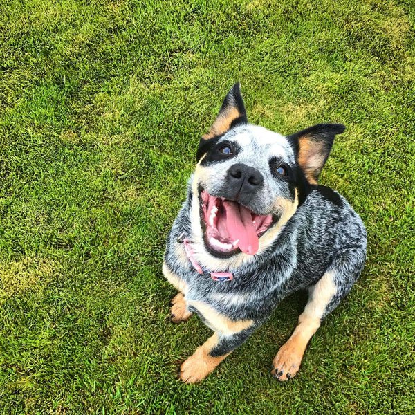 How Much Do Australian Cattle Dogs Cost (May 2024) The Goody Pet