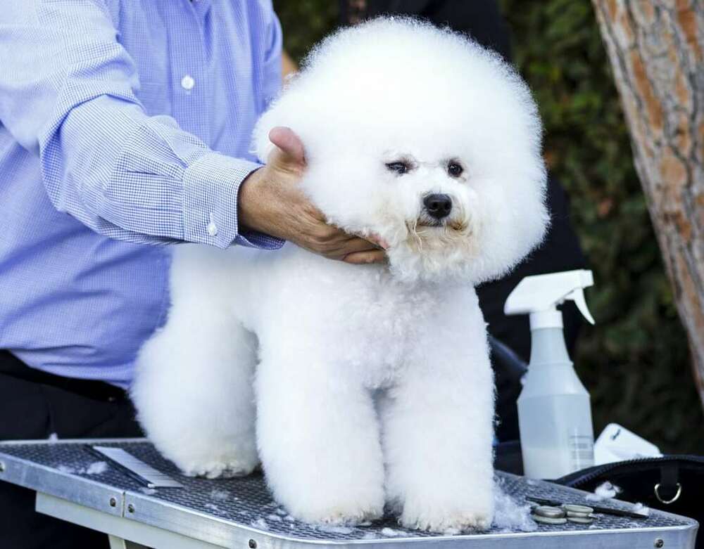 are bichon frise good pets