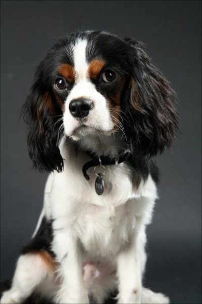 How Much Is A Cavalier King Charles Spaniel (February 2023) - The Goody Pet