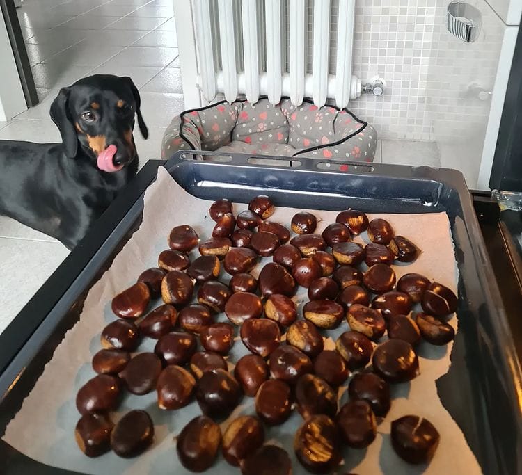 are chestnuts safe for dogs