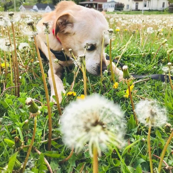 Can Dogs Eat Dandelions? What About Their Flowers And Roots? The