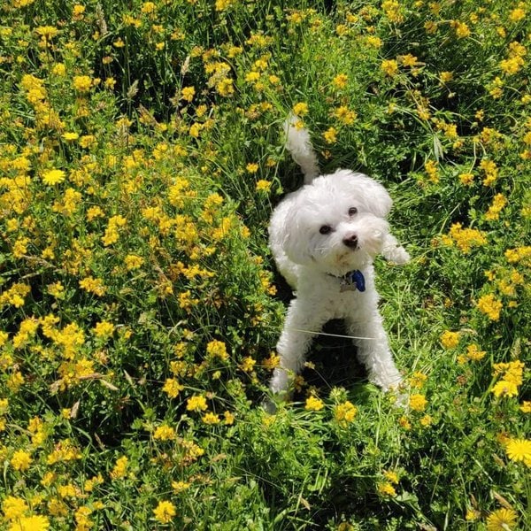 Can Dogs Eat Dandelions? What About Their Flowers And Roots? The