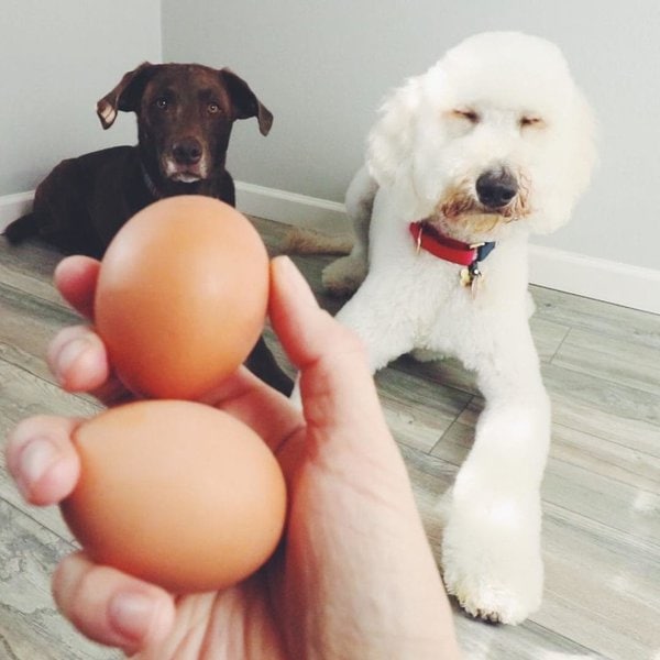 Can Dogs Eat Eggs, Egg Yolk Or Egg Whites? The Goody Pet