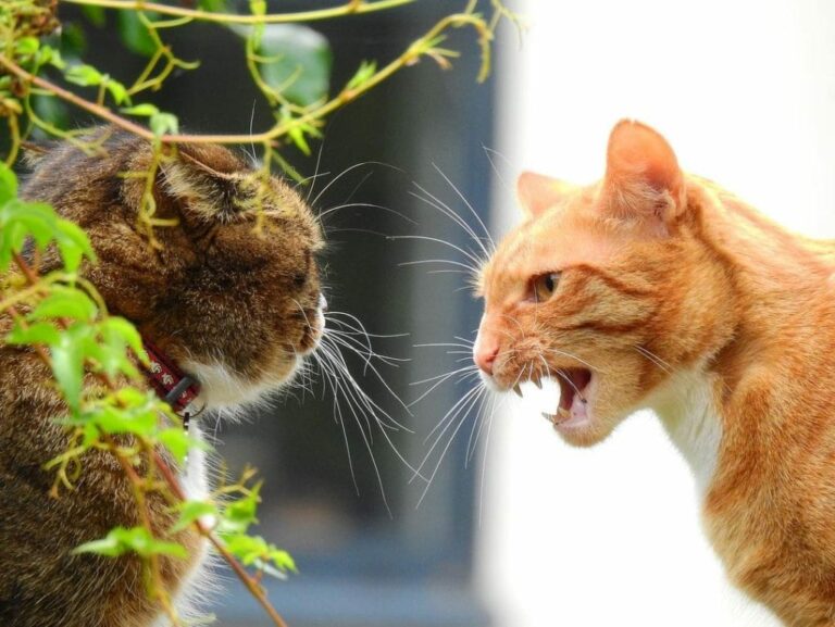 Male VS Female Cat 13 Key Differences, Pros And Cons The Goody Pet