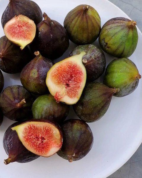 are fresh figs good for dogs