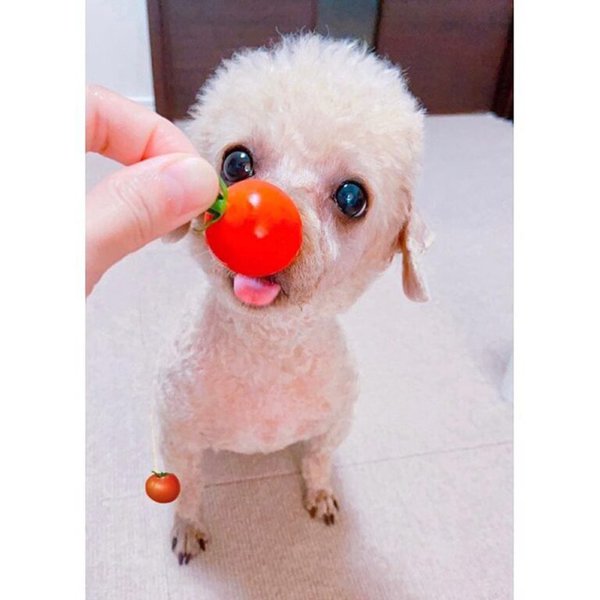 Can Dogs Eat Grape Tomatoes? Spoiler! Only When They Are Of The Right Color The Goody Pet