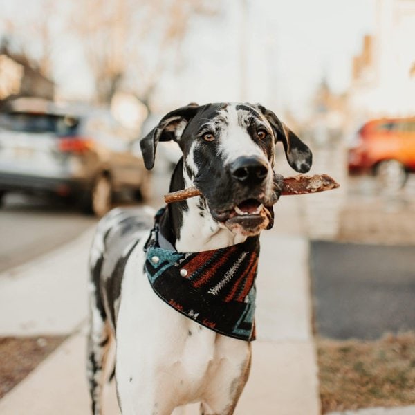 How Much Do Great Danes Cost (Updated March 2023) The Goody Pet