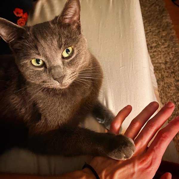 Male VS Female Cat 13 Key Differences, Pros And Cons The Goody Pet