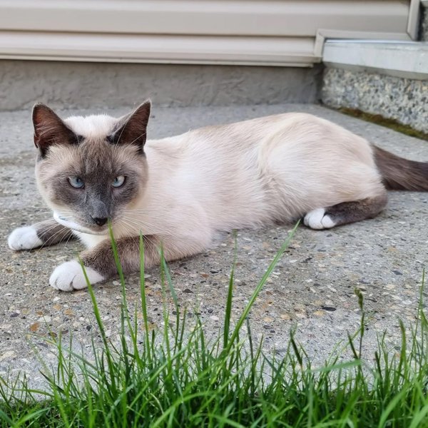 Top 10+ male cat vs female cat 5 Male VS Female Cat - 13 Key Differences, Pros And Cons