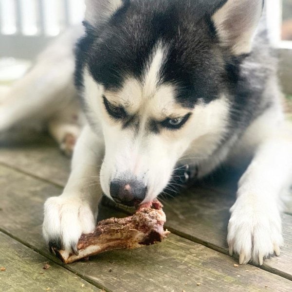 Can Dogs Have Steak Bones? Uncovering The Untold Dangers These Bones Pose The Goody Pet