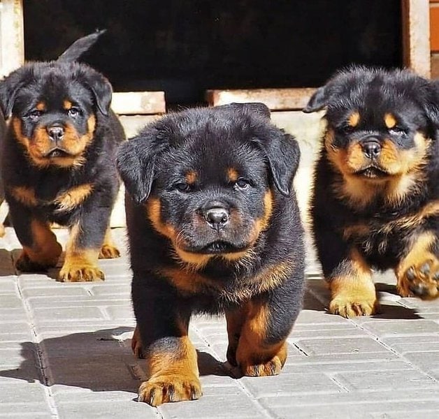 are rottweilers expensive to keep