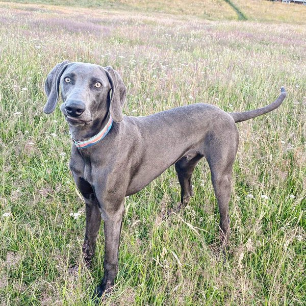 Weimaraner Dog - Your Complete Breed Guide - The Goody Pet
