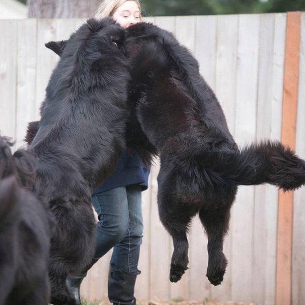 How To Stop Your Dog From Jumping? And Understanding Why The Goody Pet