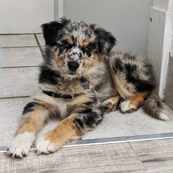 rigtig meget lejer montering 43 Australian Shepherd Mixes That You Never Knew Existed - The Goody Pet