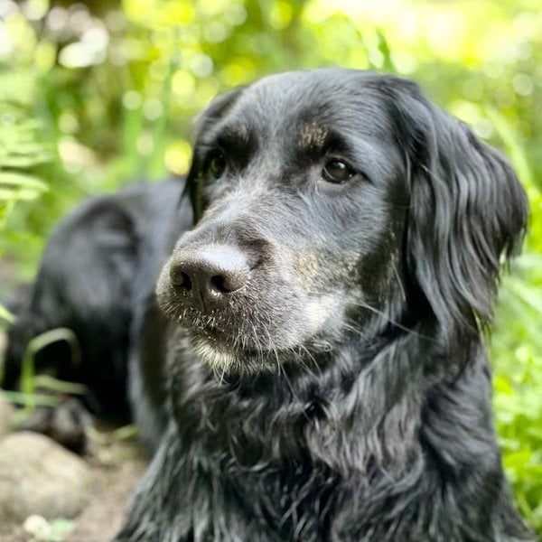 43 Australian Shepherd Mixes That You Never Knew Existed The Goody Pet