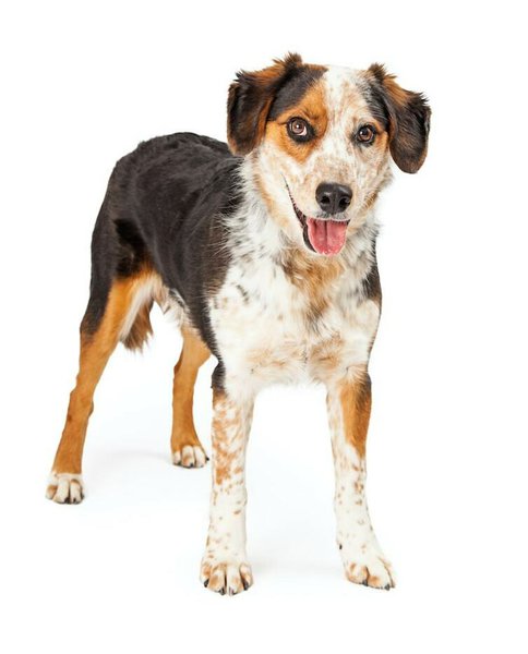 can a australian shepherd eat slim jim